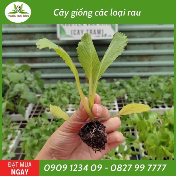 Cây con, cây giống các loại rau 2