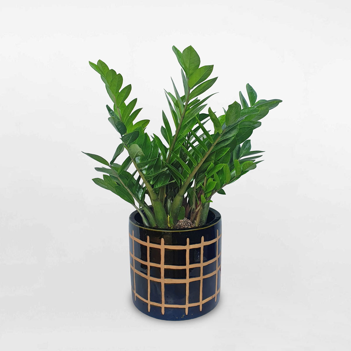 Cây kim tiền để sàn chậu men sứ ZAMI029