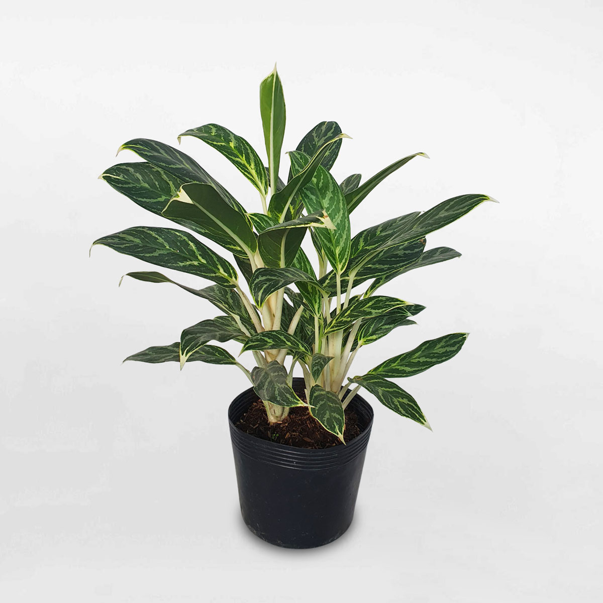 Cây tiểu bạch mã hoàng tử ‘Ivy Green’ chậu ươm AGIG002