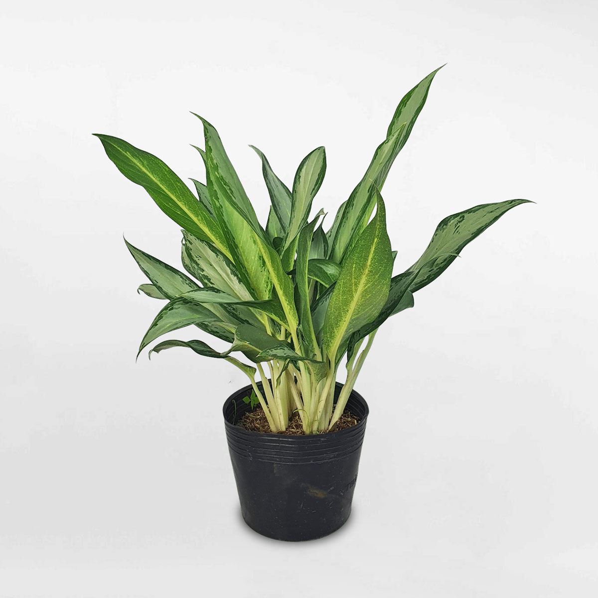 Cây giữ tiền ‘White Lance’ chậu ươm AGWL001