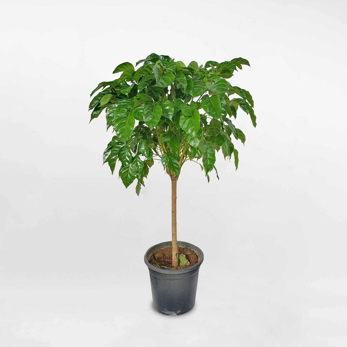 Cây hạnh phúc một thân nhỏ chậu ươm RADE019