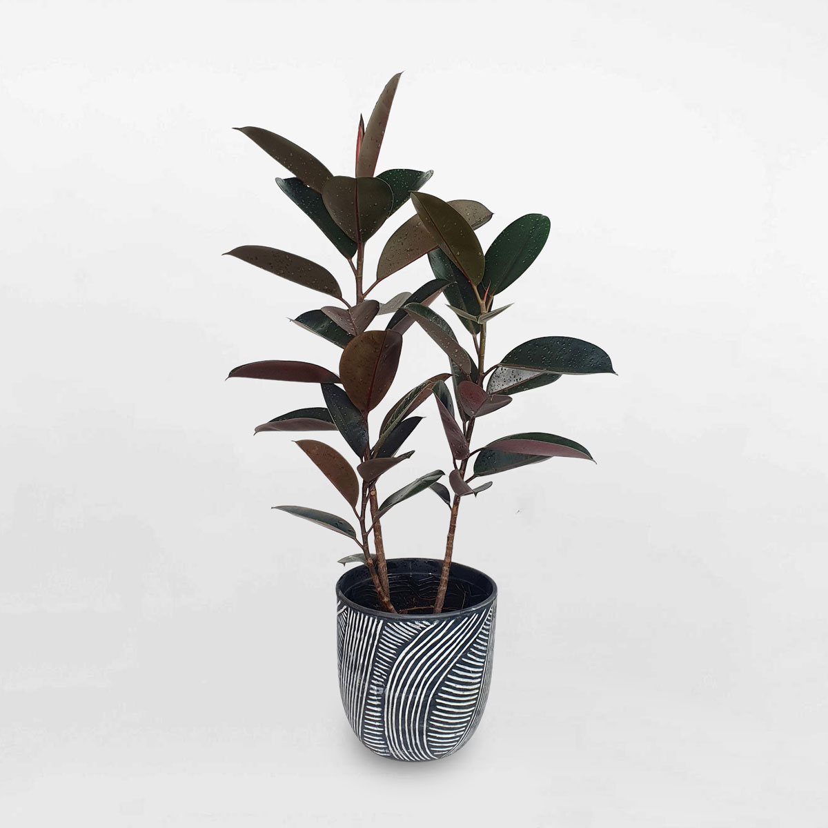 Cây đa búp đỏ chậu đất nung ELAS005
