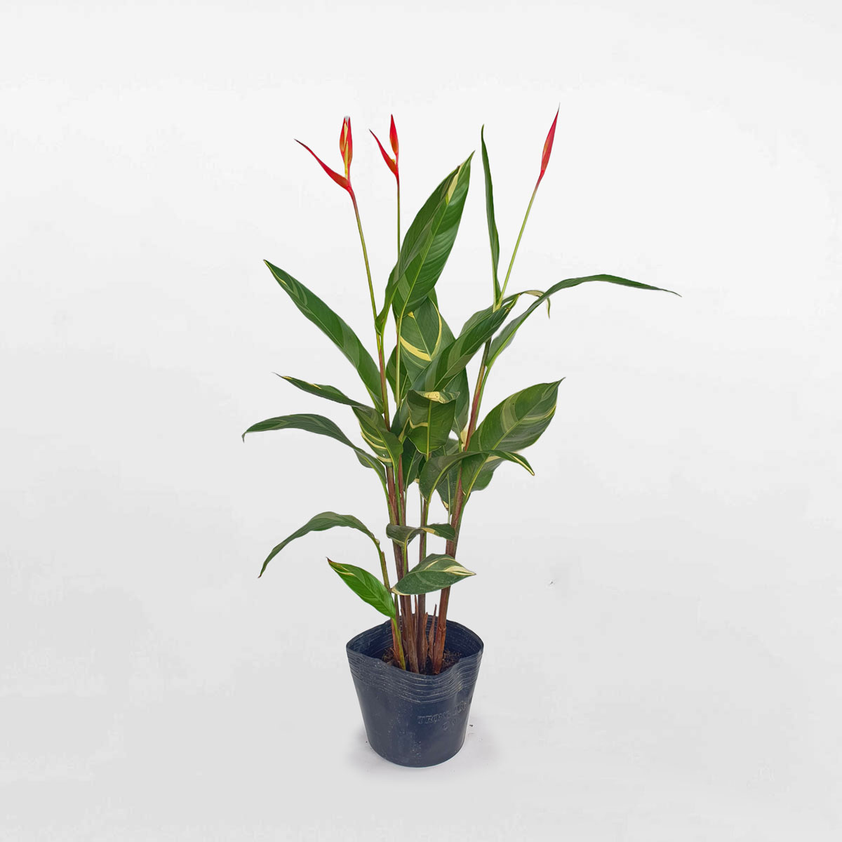 Cây chuối mỏ két cẩm thạch chậu ươm HELI001