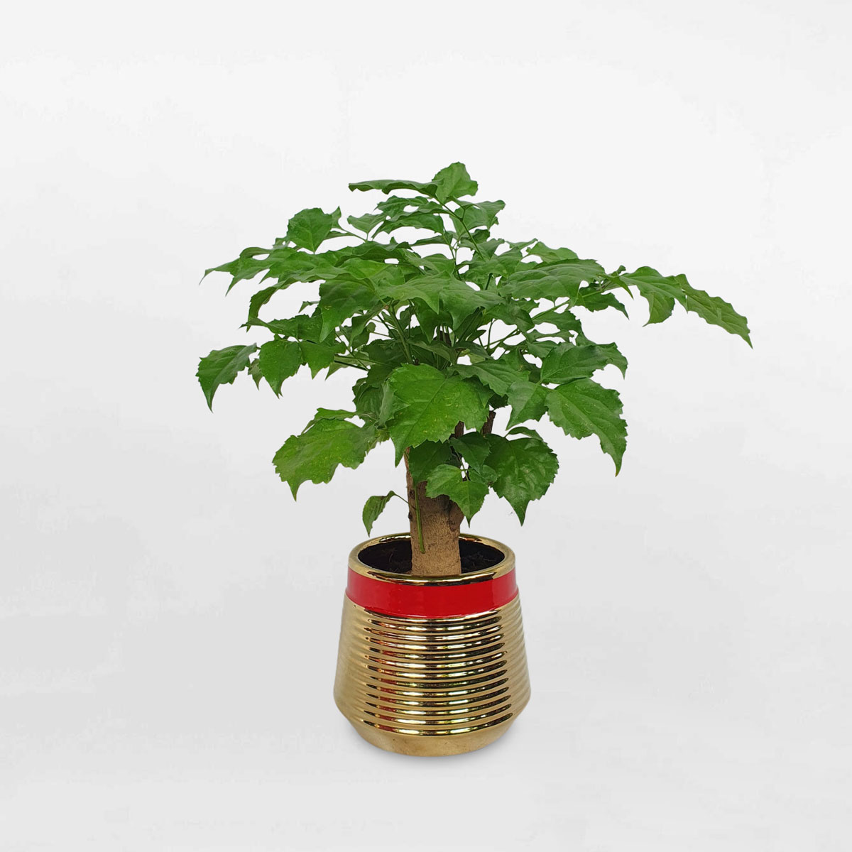 Cây hạnh phúc để bàn một thân chậu sứ RADE018