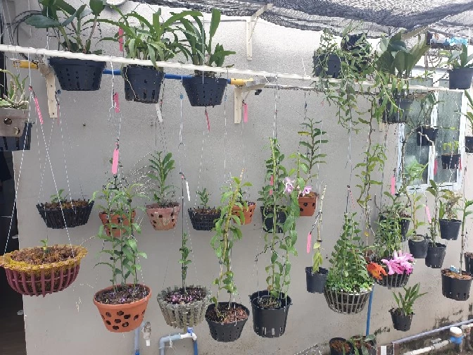 Móc kẽm treo chậu hoa lan, cây cảnh 2