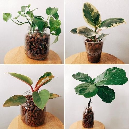 Viên đất nung Việt – sỏi nhẹ trồng cây 3