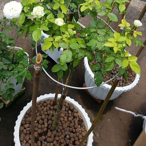 Viên đất nung Việt – sỏi nhẹ trồng cây 2