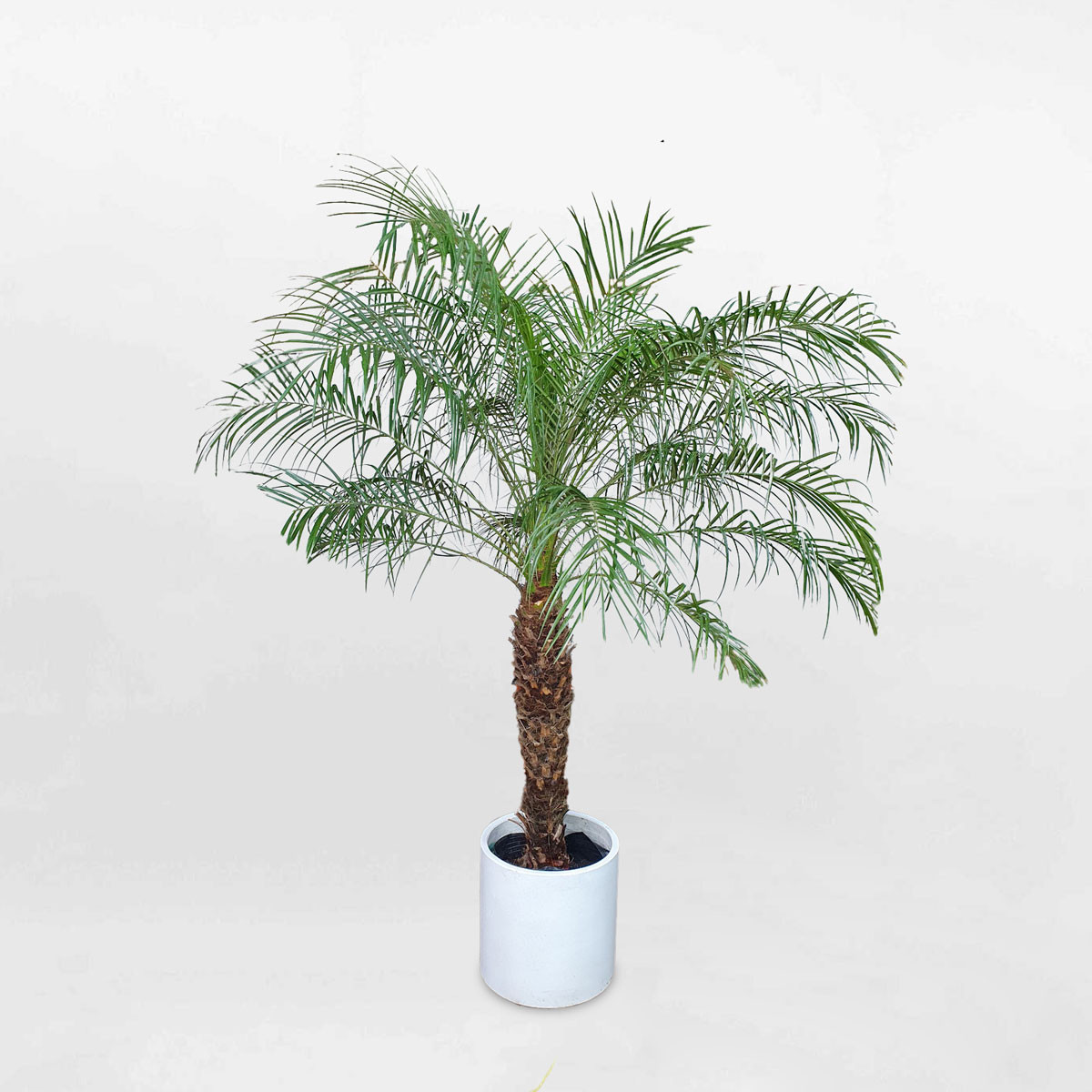 Cây cau nga mi cao 150-160cm chậu xi măng trắng PNIX010