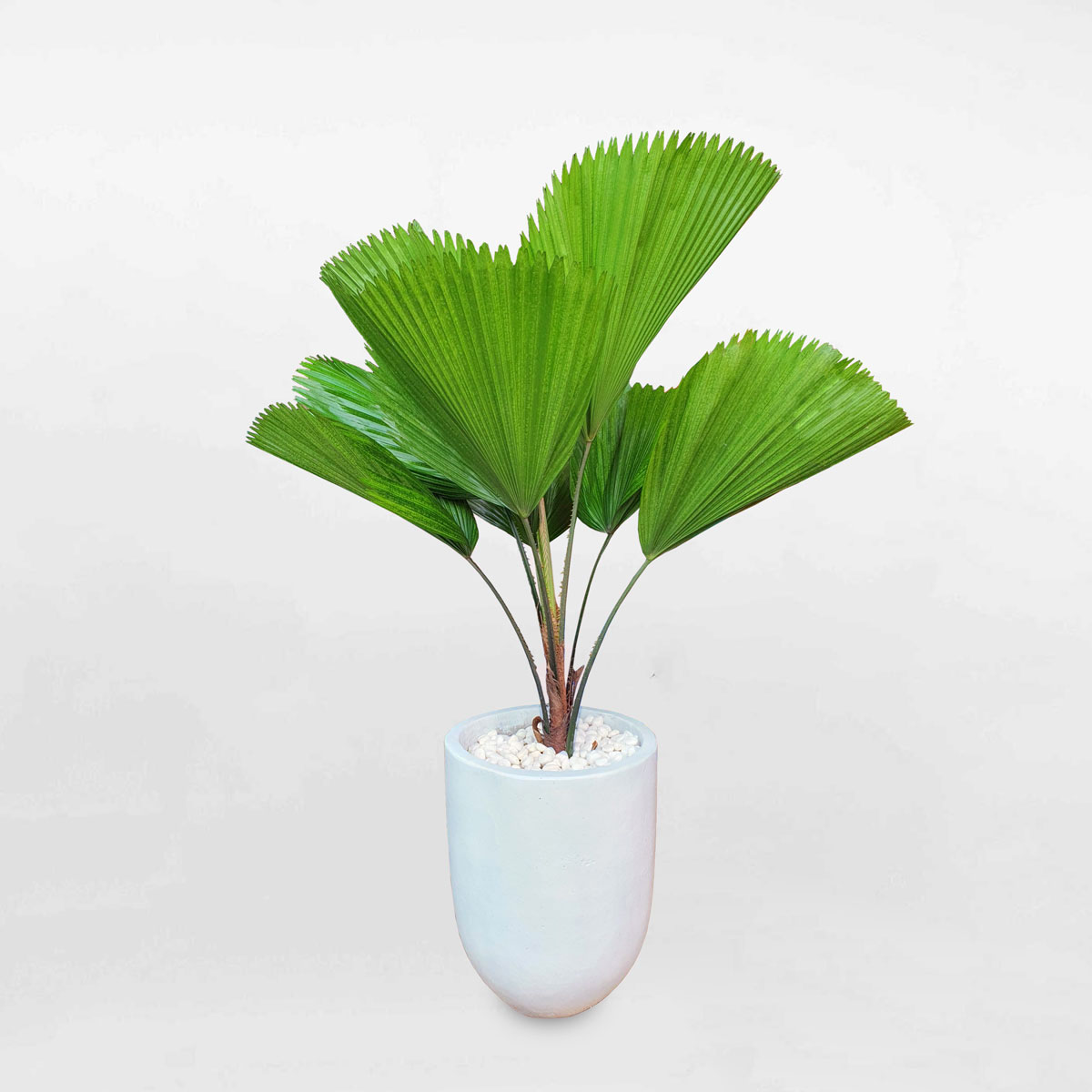 Cây cọ Nhật để sàn chậu xi măng trắng LICU006
