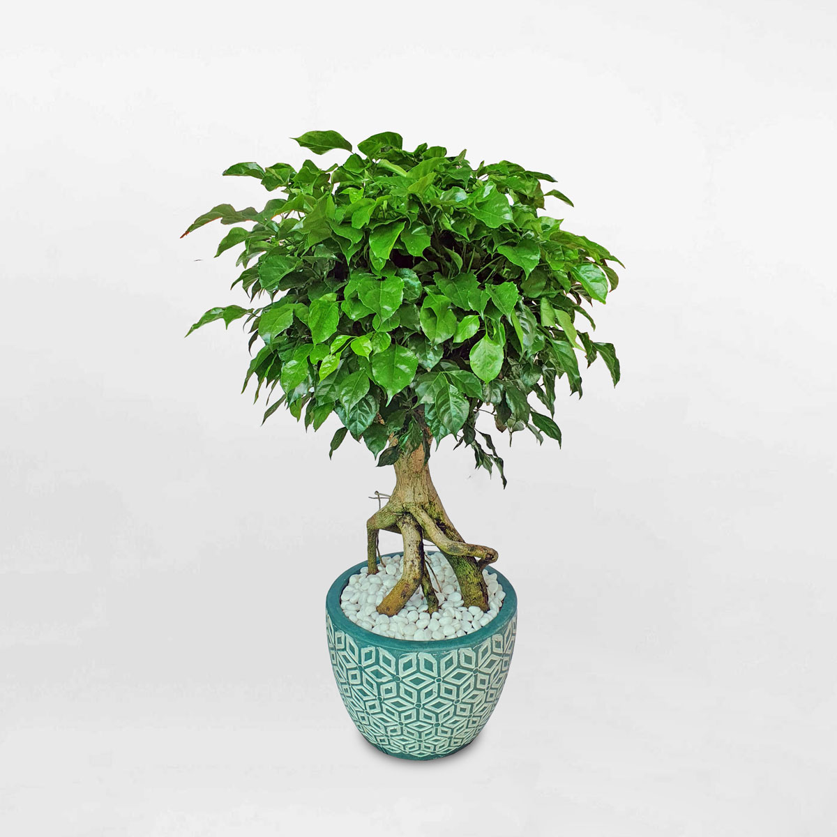 Cây hạnh phúc dáng bonsai lớn chậu đất nung RADE015