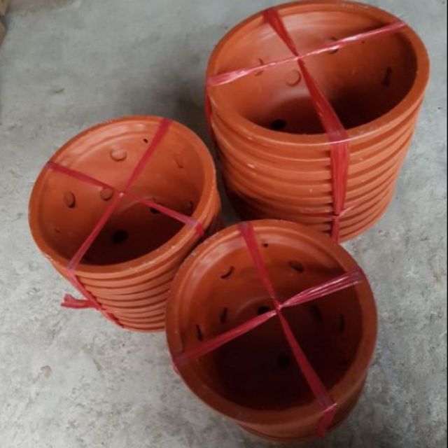 Chậu Lan đất bèo Trung Quốc 3