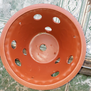 Chậu Lan đất bèo Trung Quốc 2