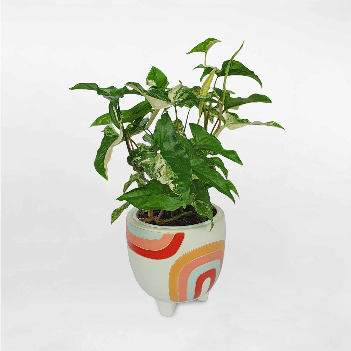 Cây tróc bạc ‘Albo Variegata’ chậu gốm sứ SPAV004