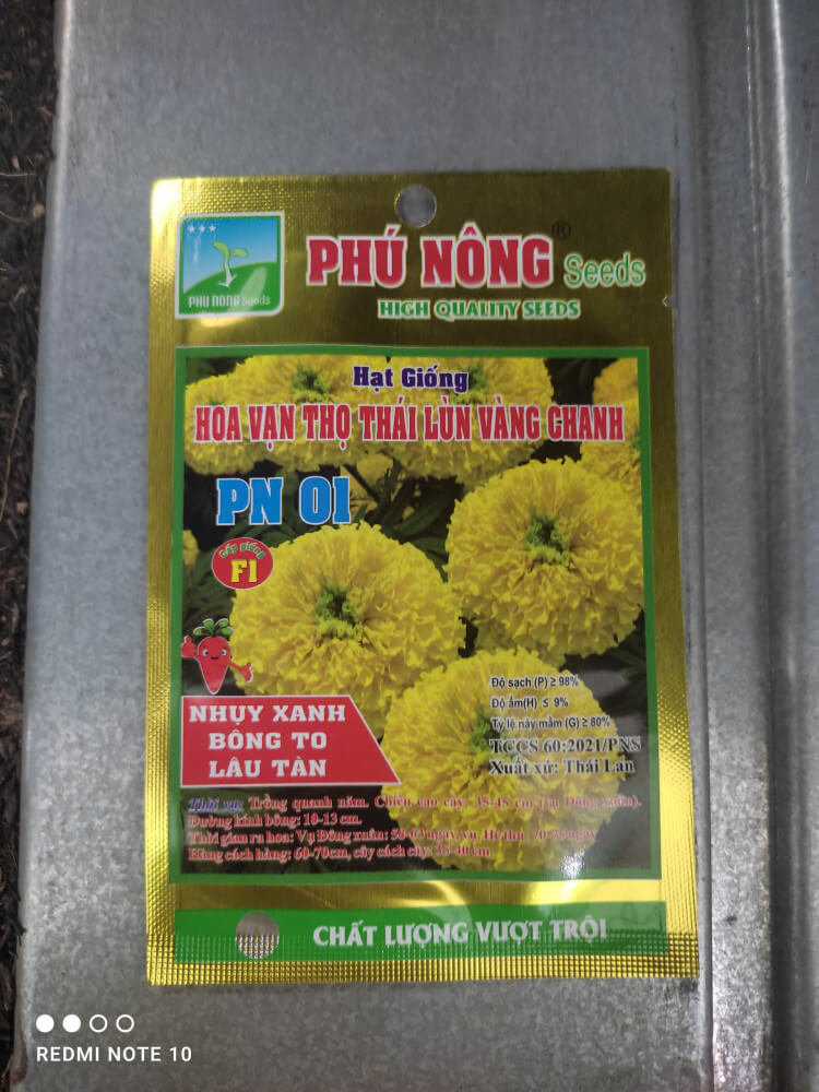 HẠT GIỐNG HOA VẠN THỌ THÁI LÙN VÀNG CHANH PN-01 3