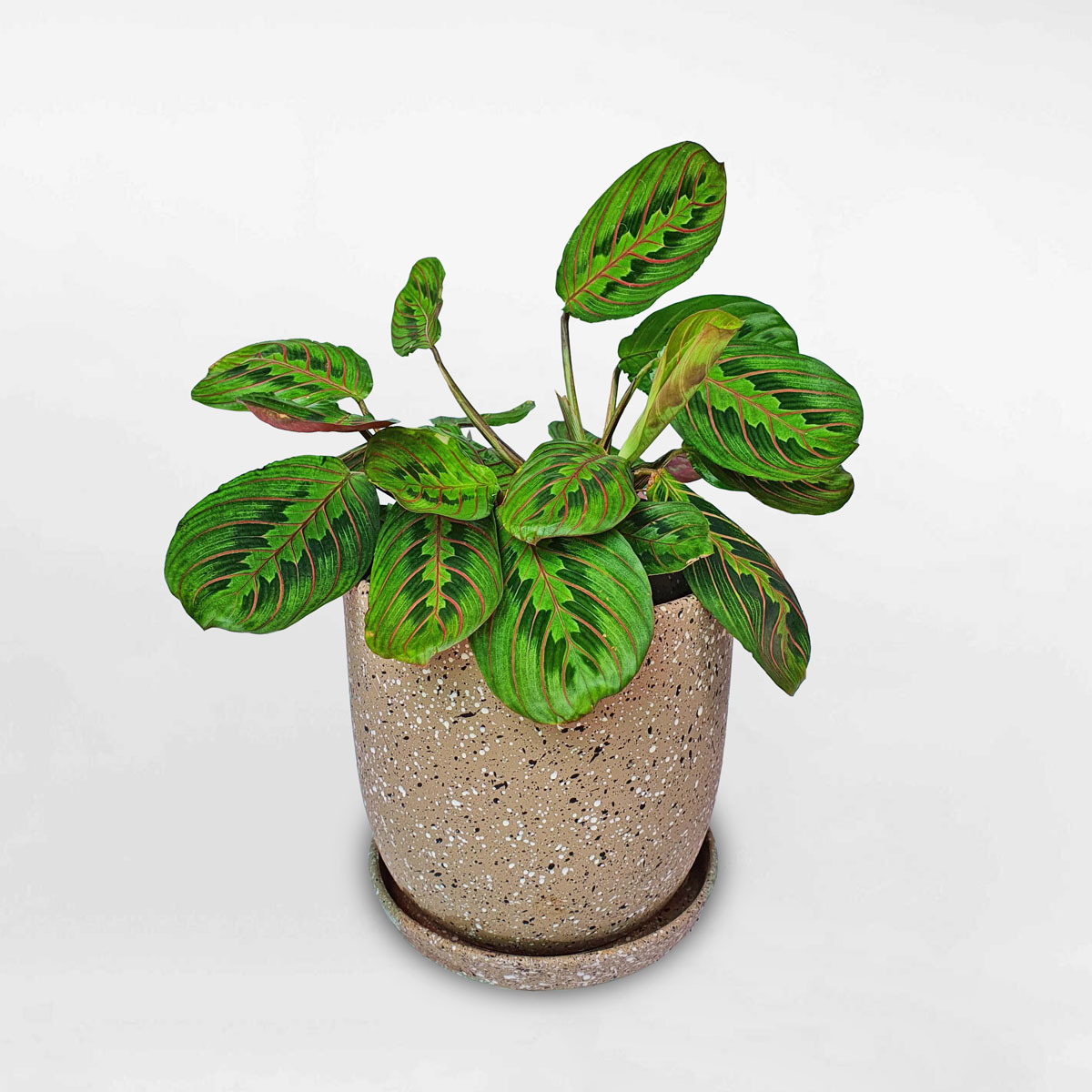 Cây cầu nguyện Maranta leuconeura chậu đất nung MARA301