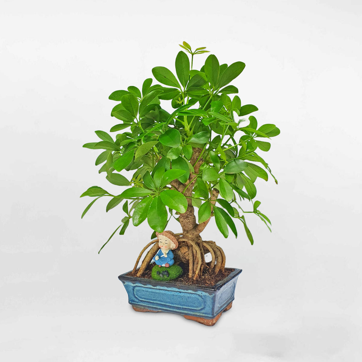 Cây ngũ gia bì bonsai để bàn SCHE016