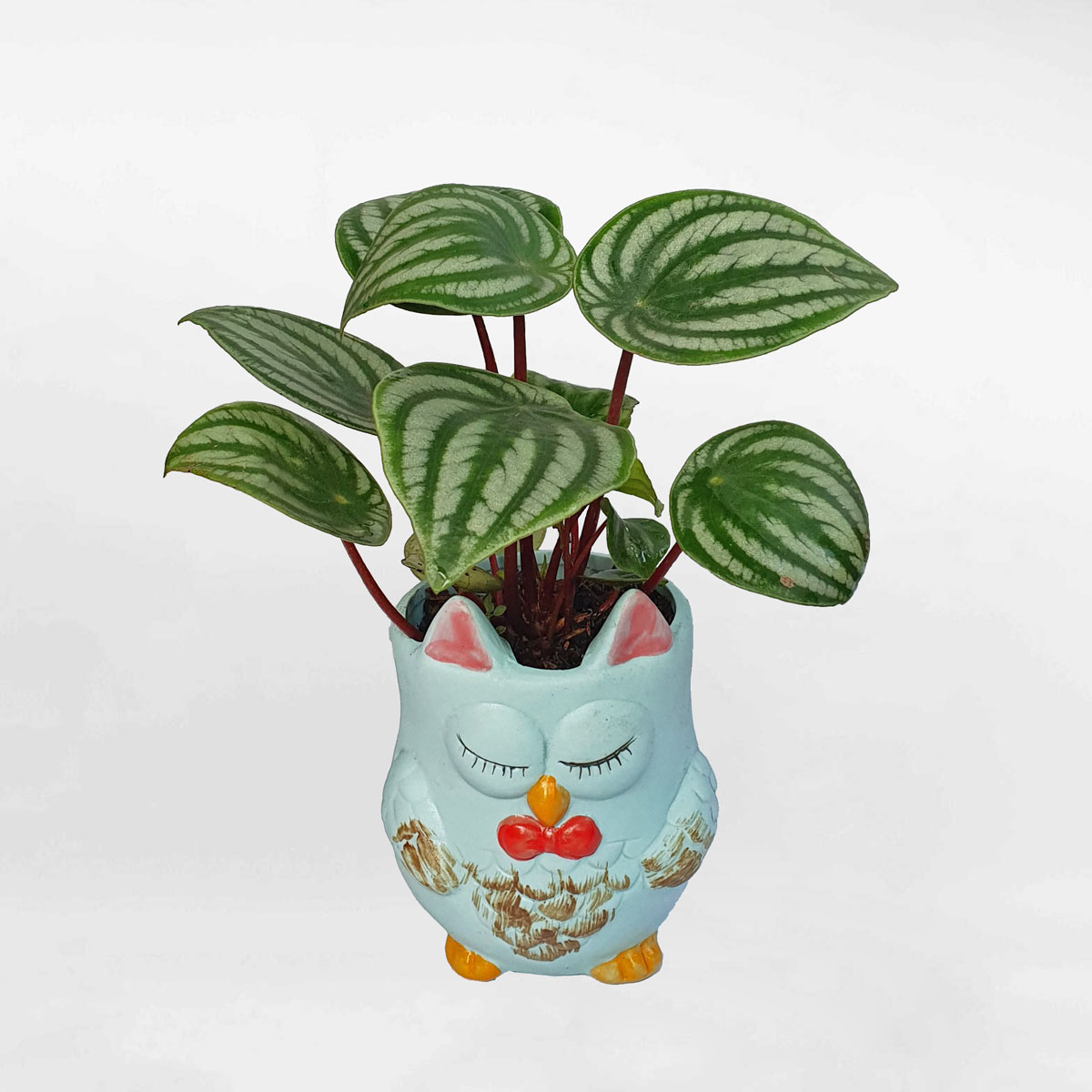 Cây dưa hấu ‘Watermelon’ để bàn chậu cú mèo PEWA003