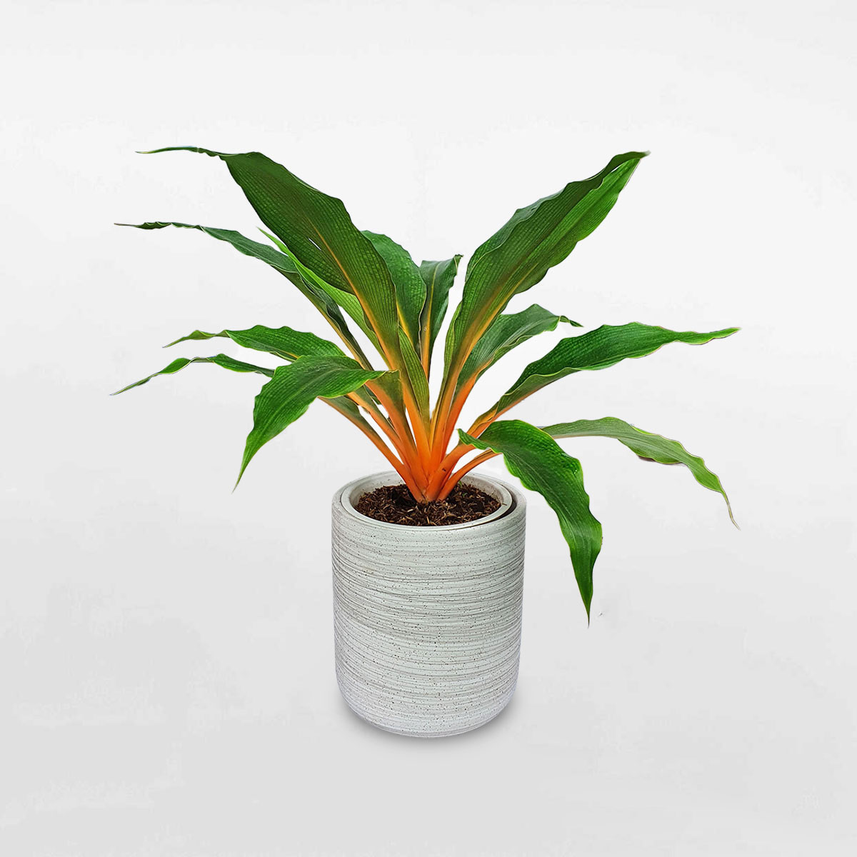 Cây phượng hoàng lửa Chlorophytum chậu gốm CHLO002