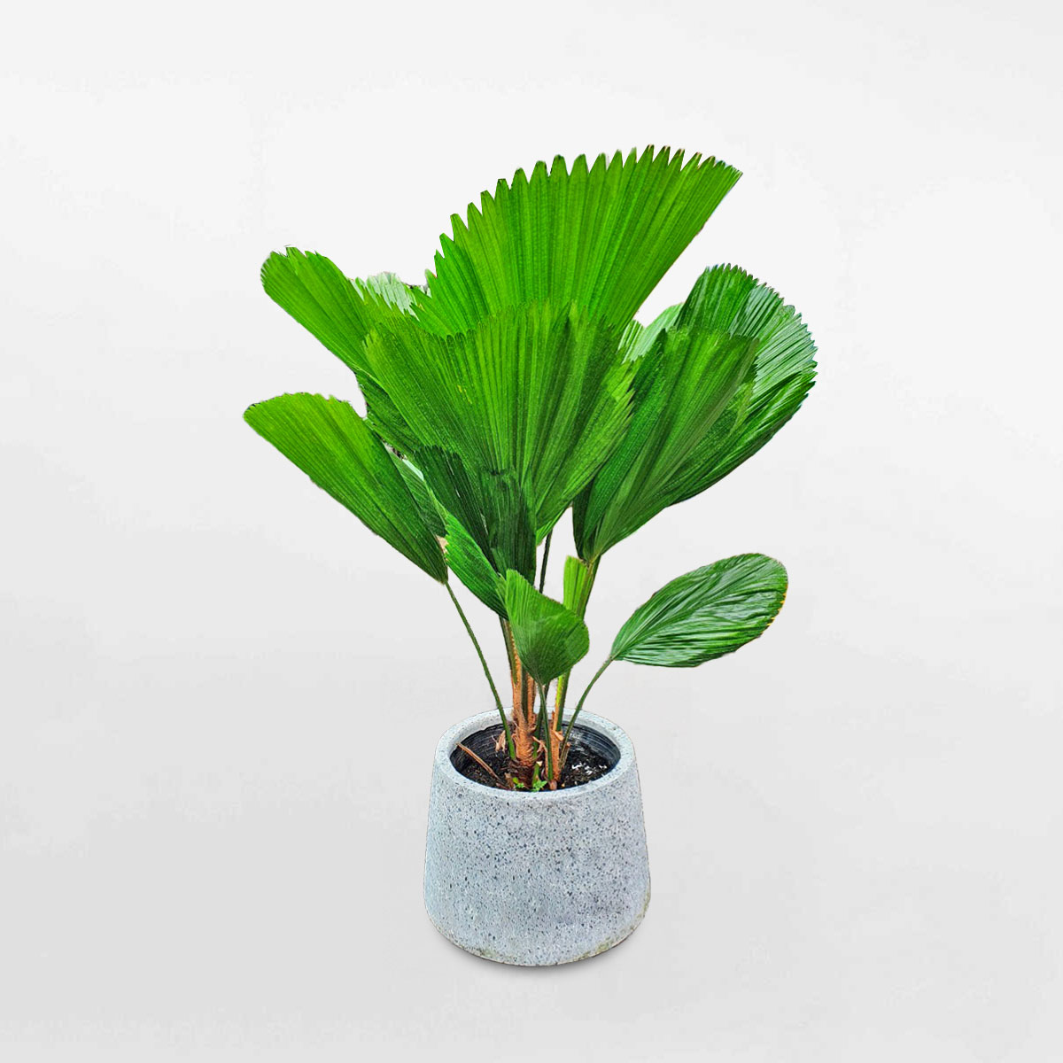 Cây cọ nhật để sàn chậu đá mài LICU008