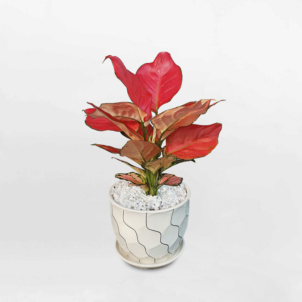 Cây hồng phát lộc ‘Pink Lady’ chậu sứ trắng AGPL002