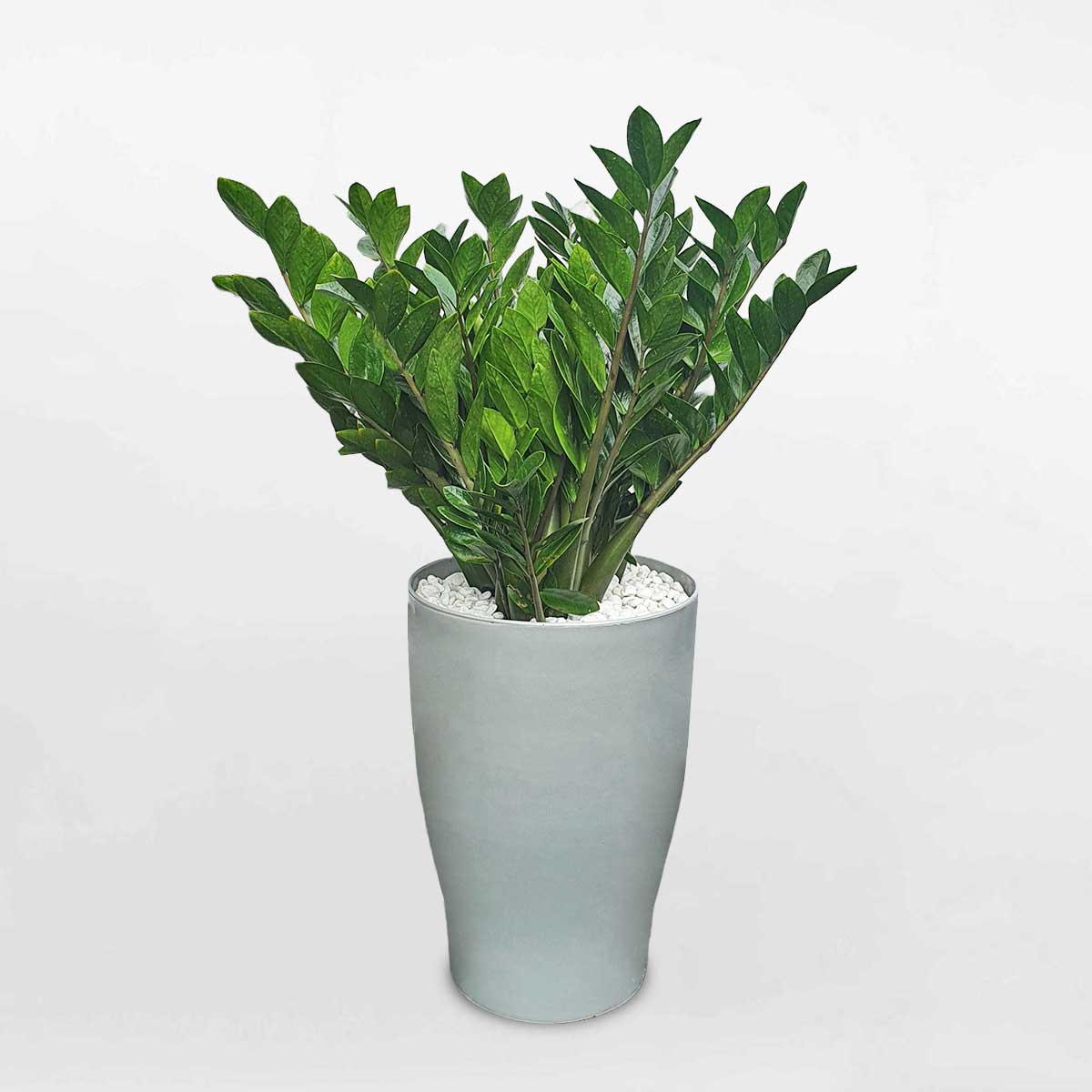Cây kim tiền lớn để sàn chậu nhựa trụ tròn ZAMI026