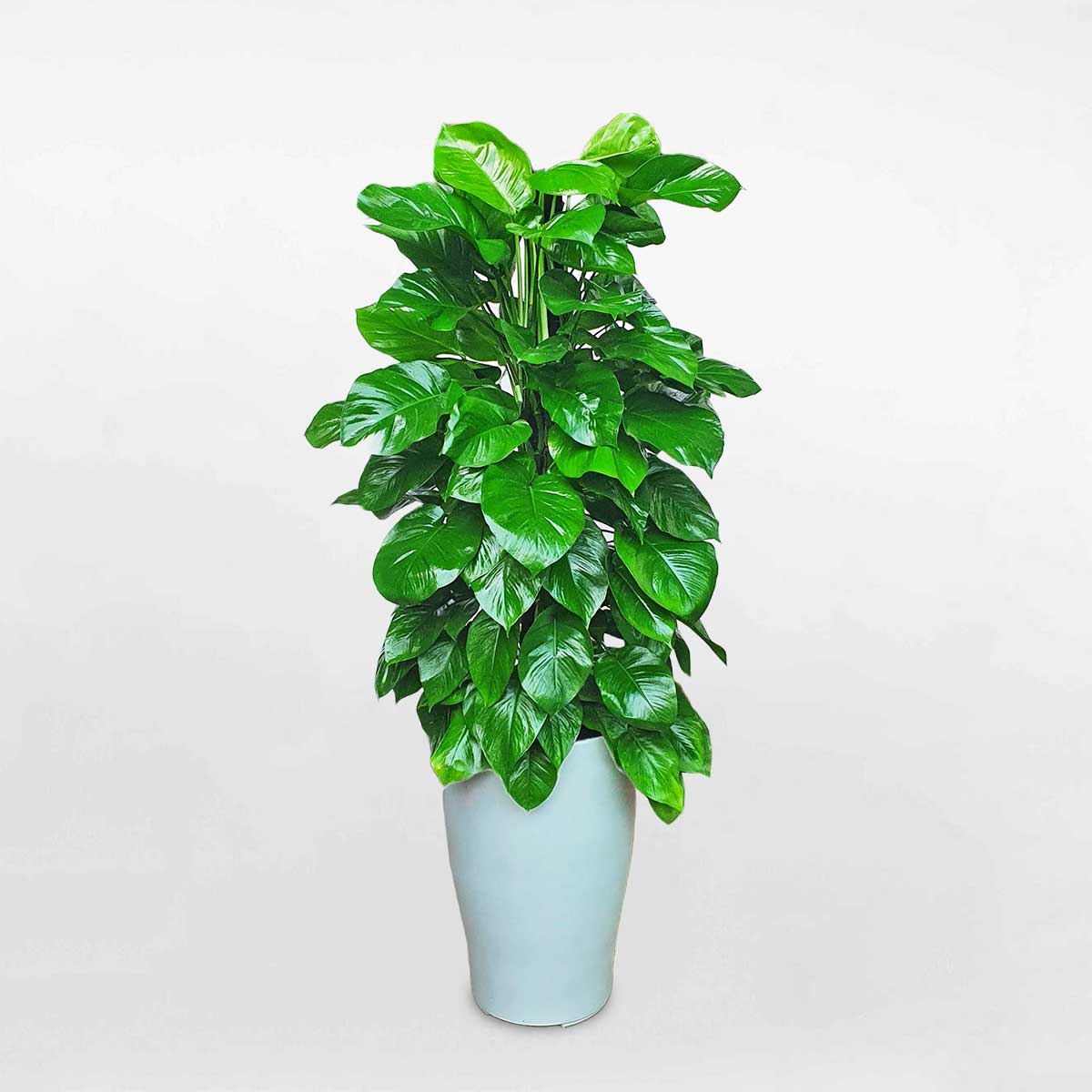 Cây trầu bà cột chậu nhựa trụ tròn CTBC004