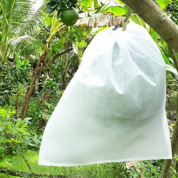 Túi bọc trái – Túi bao trái cây nhiều kích thước 3