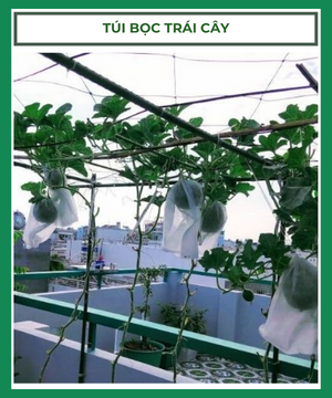 Túi bọc trái – Túi bao trái cây nhiều kích thước