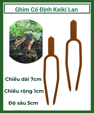 Ghim cố định keiki, kẹp kei trồng phong lan