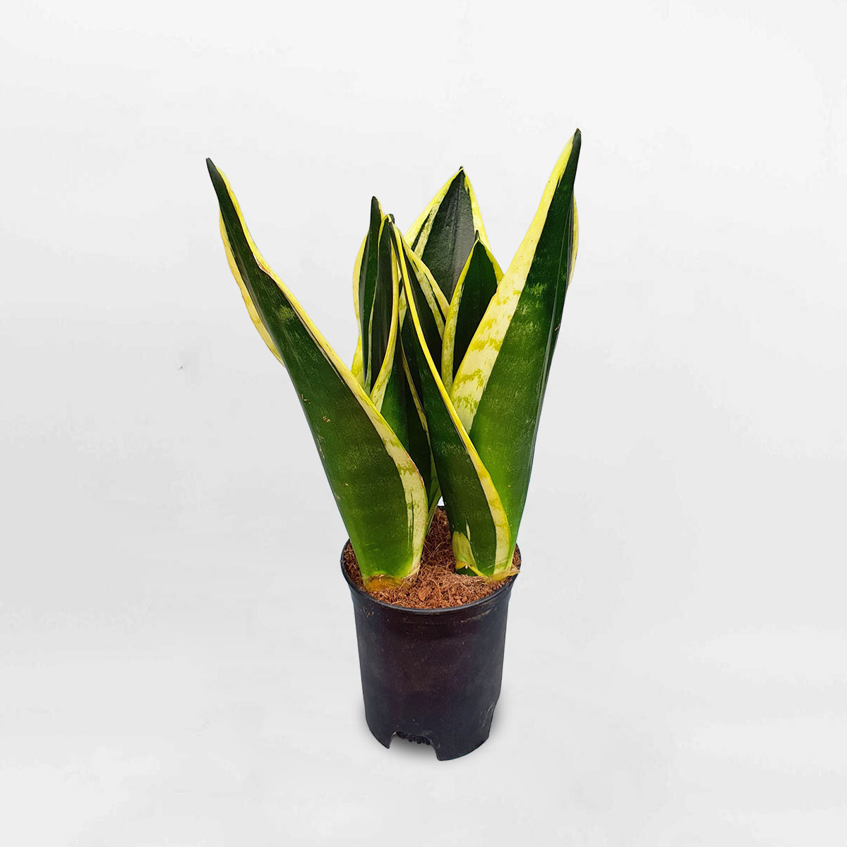 Cây lưỡi hổ xanh ‘Superba Black Gold’ chậu ươm SSBG001