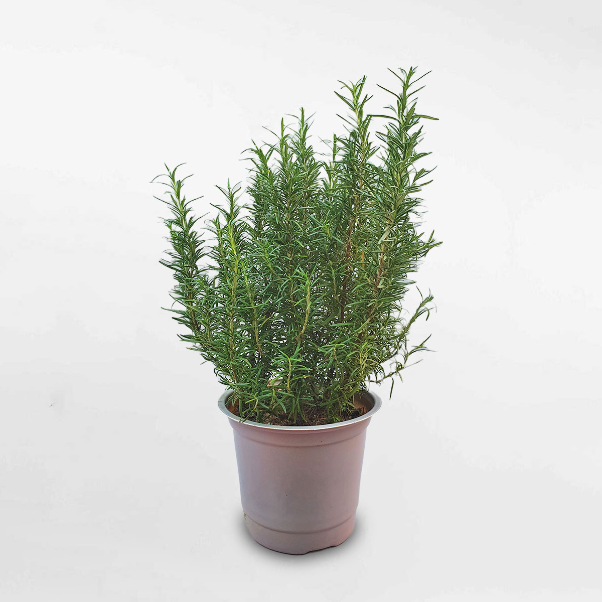 Cây hương thảo cỡ trung chậu ươm ROSM002
