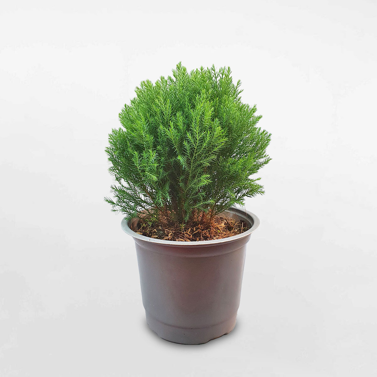 Cây tùng bồng lai để bàn nhỏ chậu ươm TUBO001