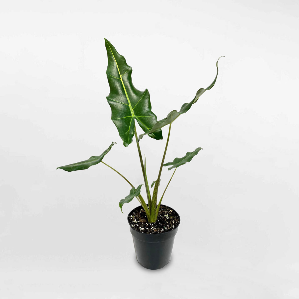 Cây ráy ngựa vằn ‘Alocasica Sarian’ chậu ươm ALSA001