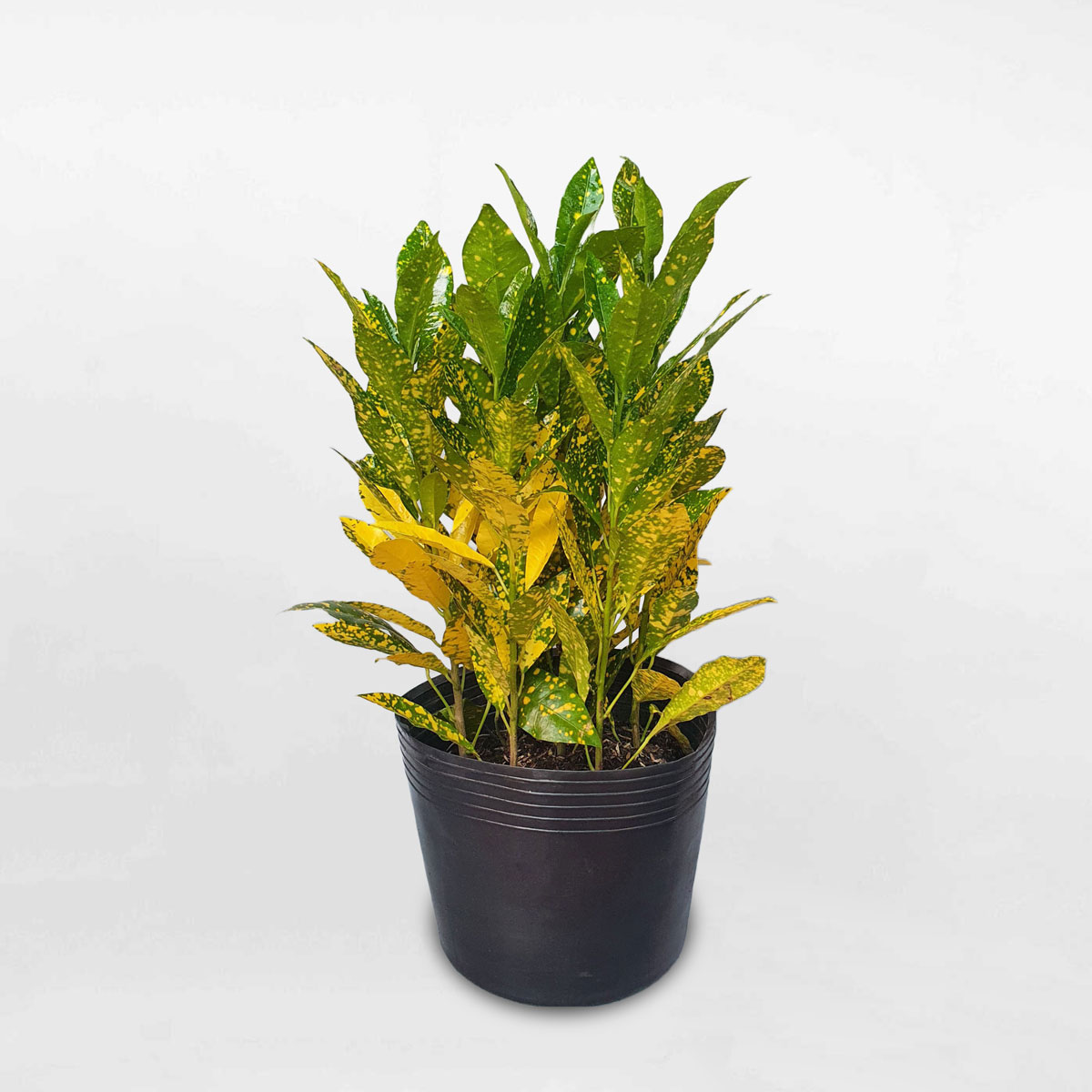 Cây cô tòng lá vàng ‘Croton Gold’ chậu ươm LAMA003