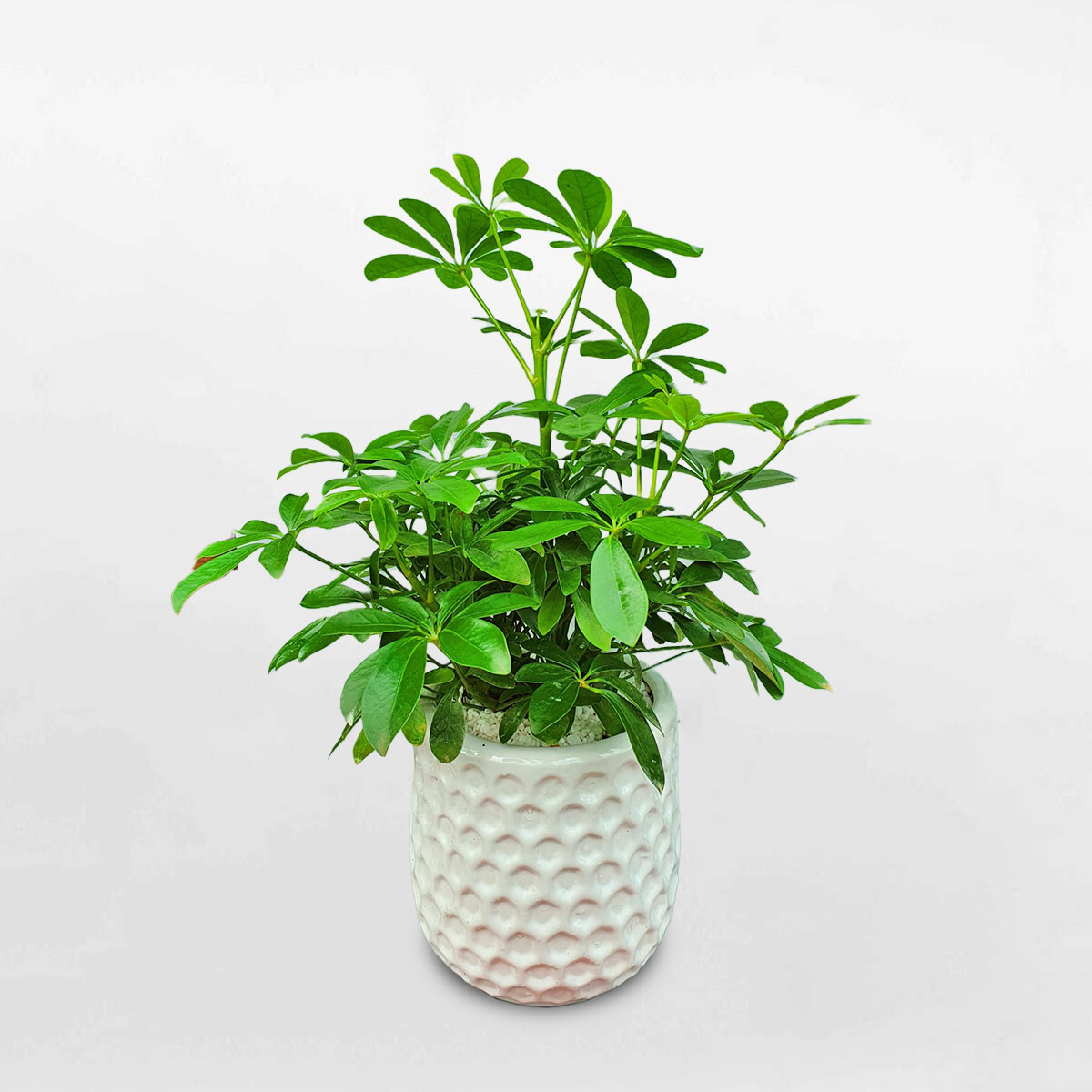 Cây ngũ gia bì để bàn chậu sứ trắng SCHE015
