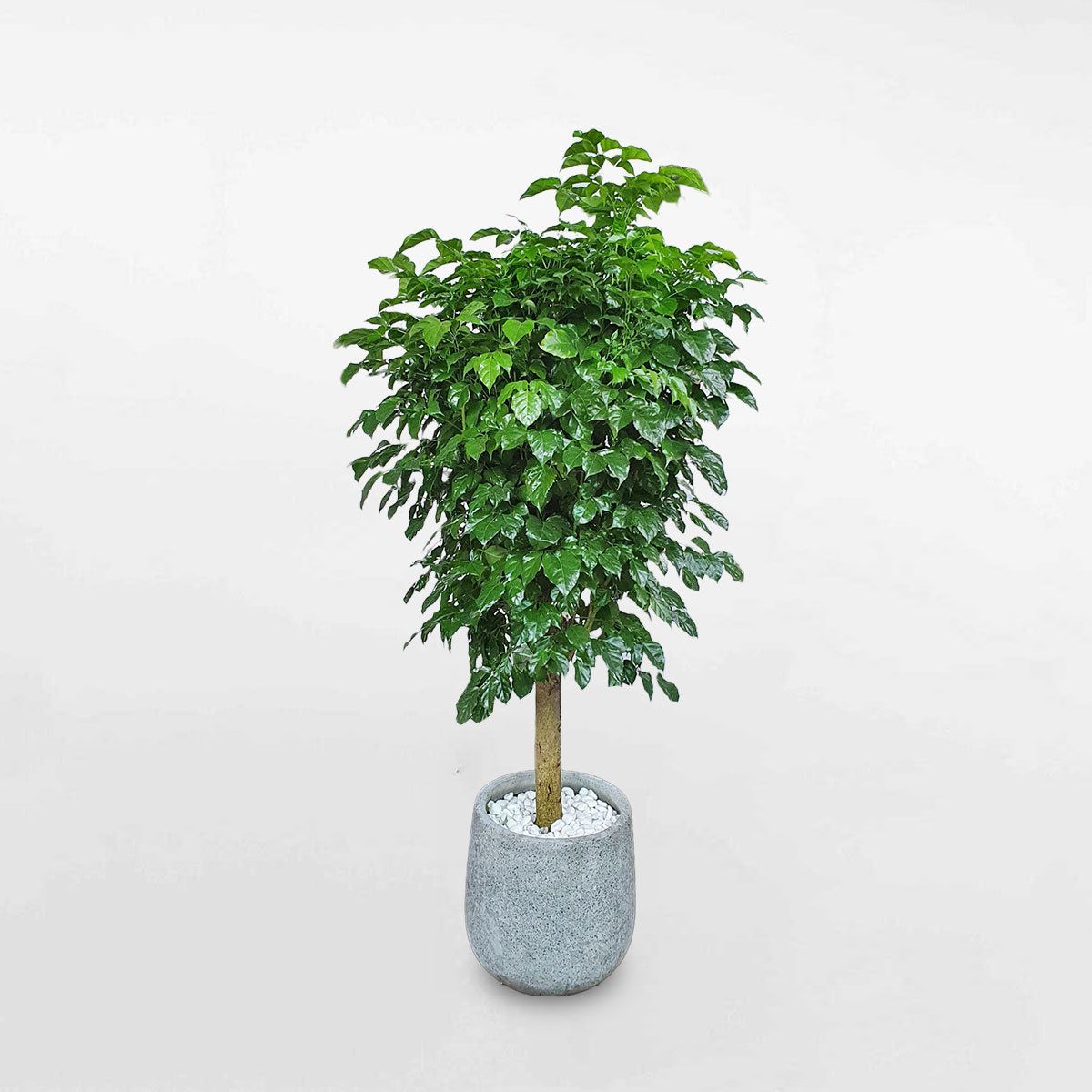 Cây hạnh phúc một thân lớn chậu đá mài RADE014