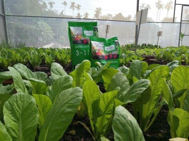 Đất trồng rau Orgamix 3 IN 1 – đất sạch chất lượng cao trồng rau 3