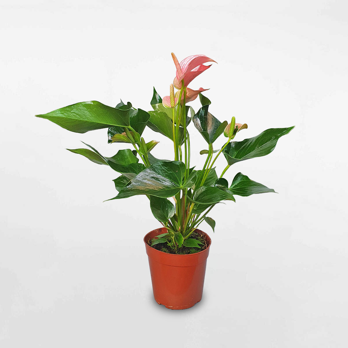 Cây hồng môn hồng cỡ lớn chậu ươm ANTH004
