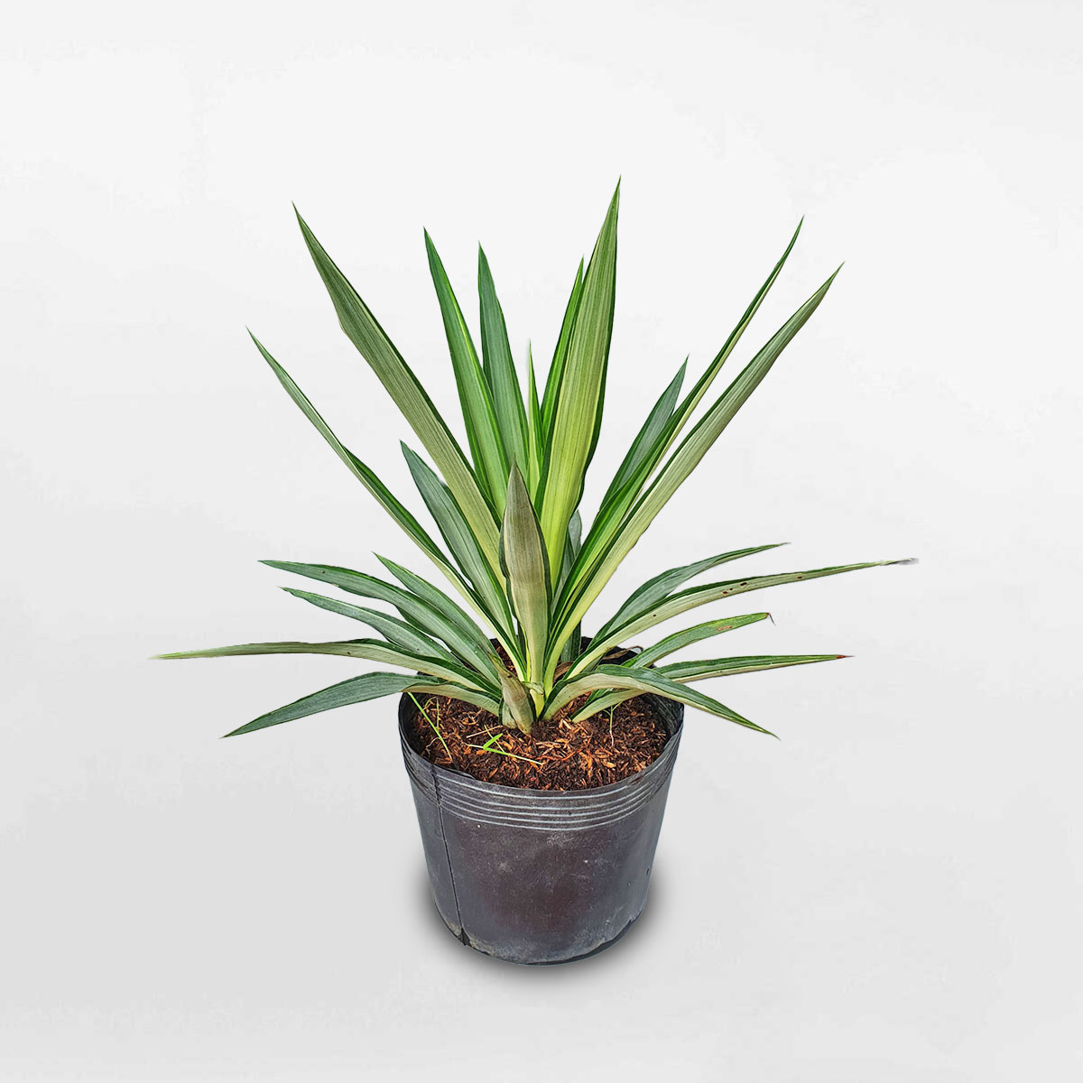 Cây dứa diệp tiễn ‘Yucca Silver’ chậu ươm YUCA001