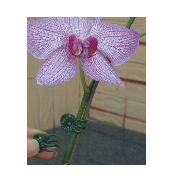 Kẹp bướm cố định cây hoa lan, kiểng lá 2