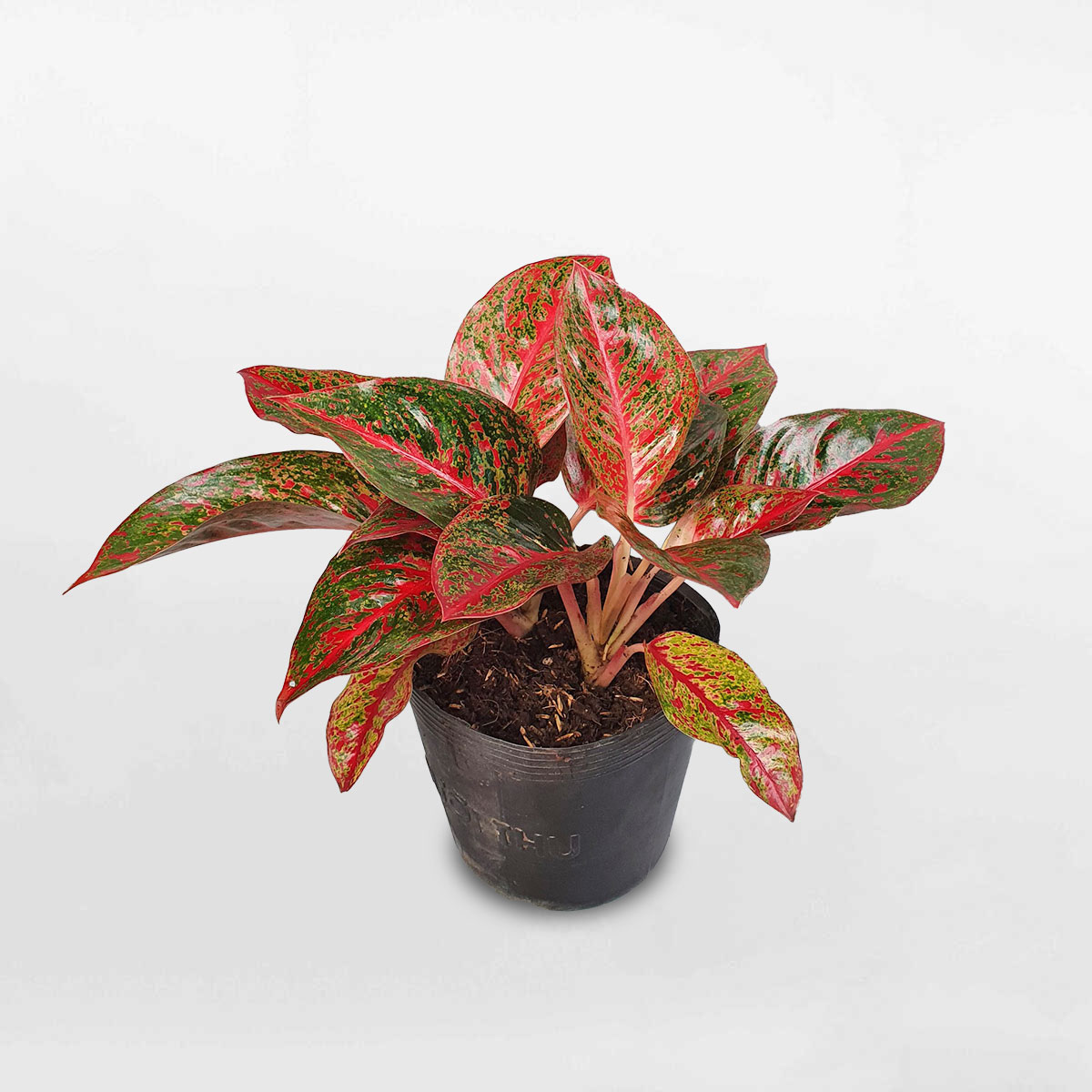 Cây như ý ‘Red Stardust’ chậu ươm AGST001