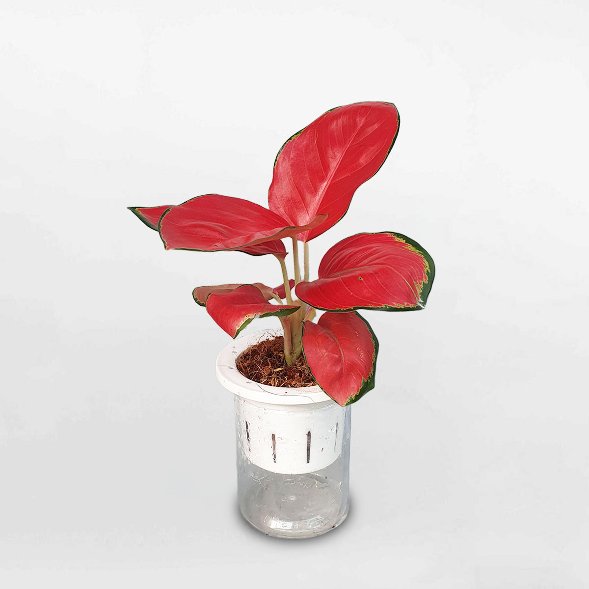 Cây vạn lộc son ‘Red Star’ thủy sinh AGRS002