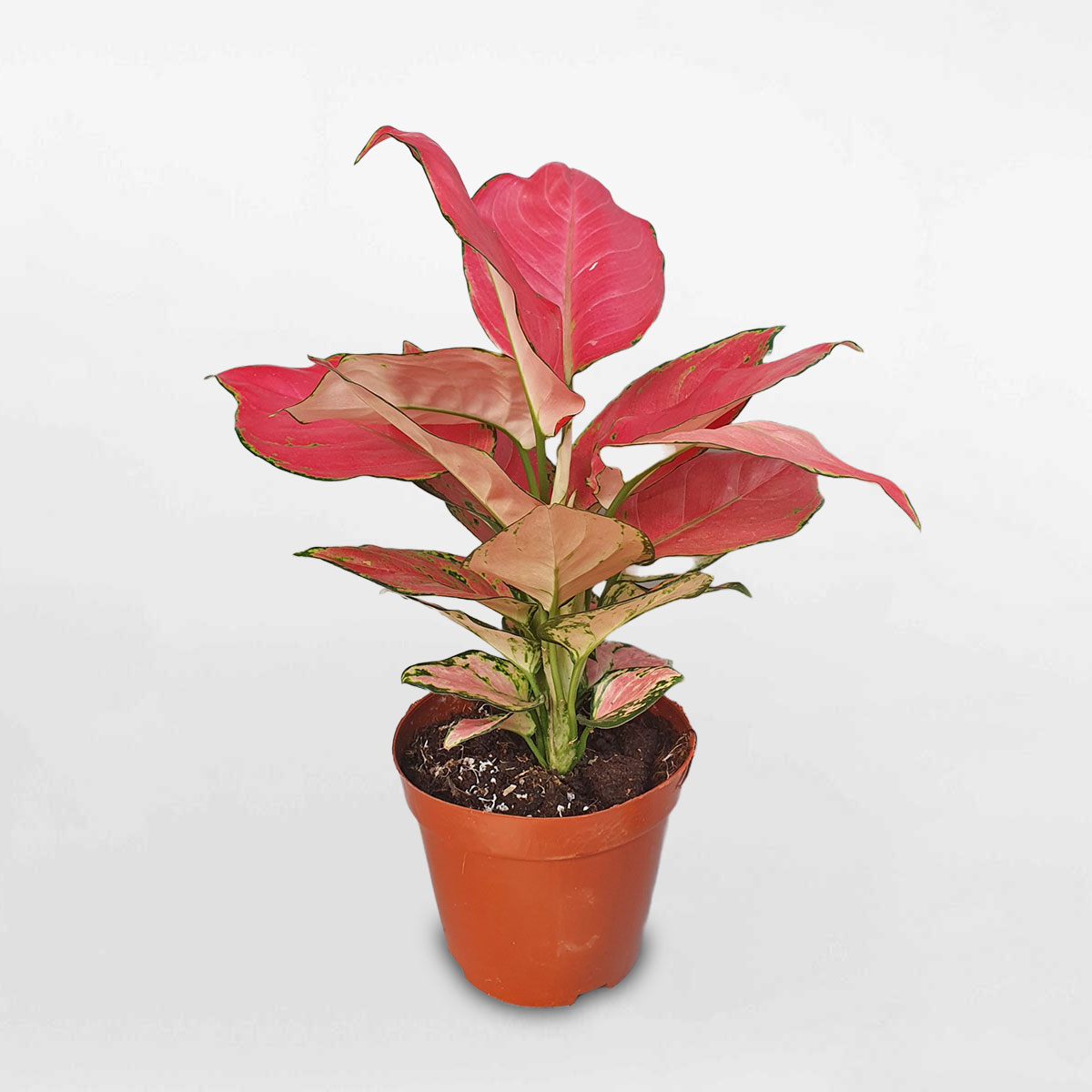 Cây hồng phát lộc ‘Pink Lady’ chậu ươm AGPL001
