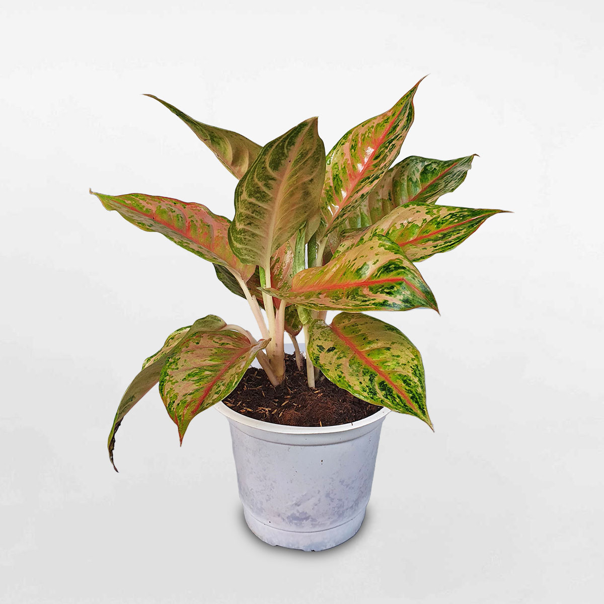Cây thịnh vượng ‘Pink Butterfly’ chậu ươm AGPB001