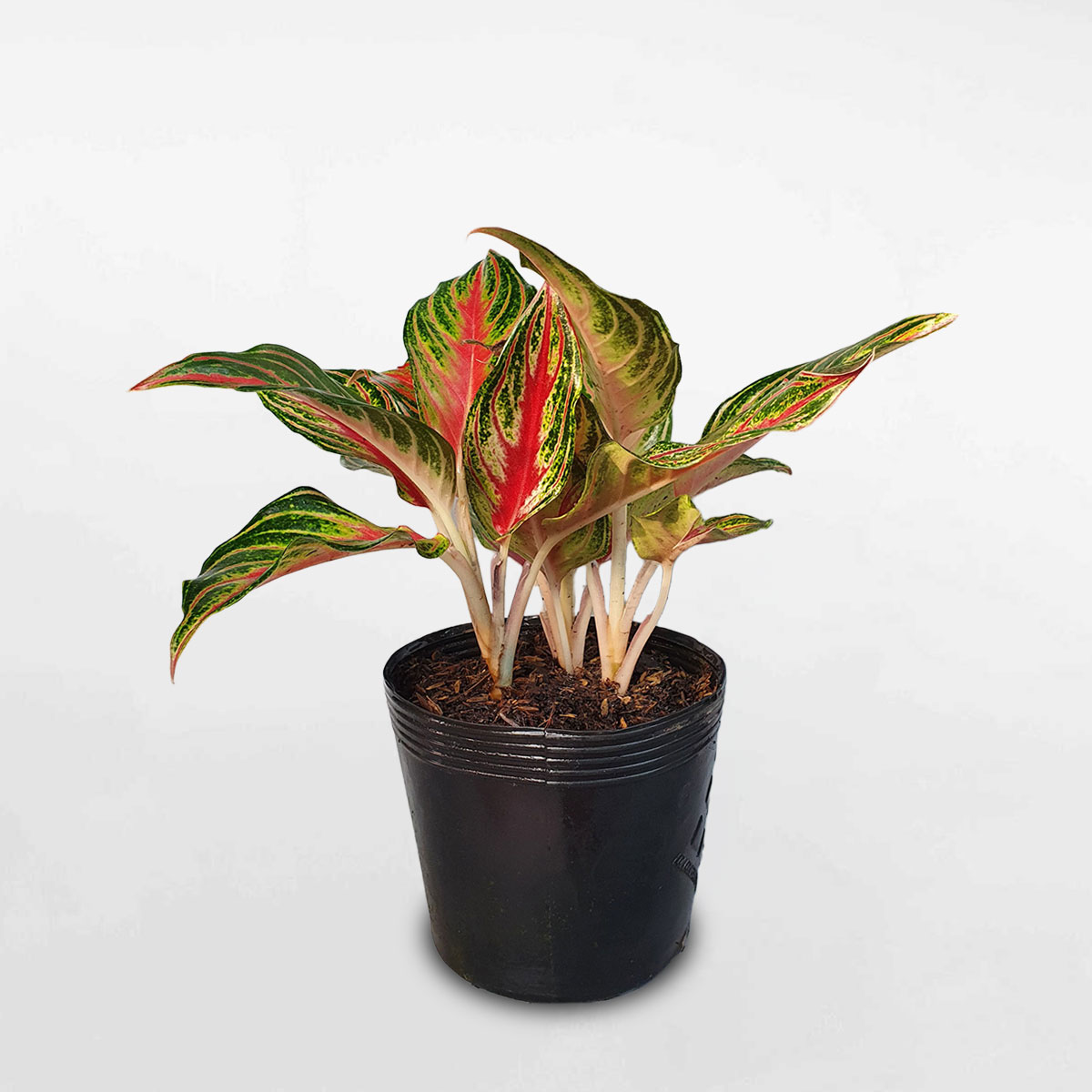 Cây hồng ngân ‘Red Panama’ chậu ươm AGRP001
