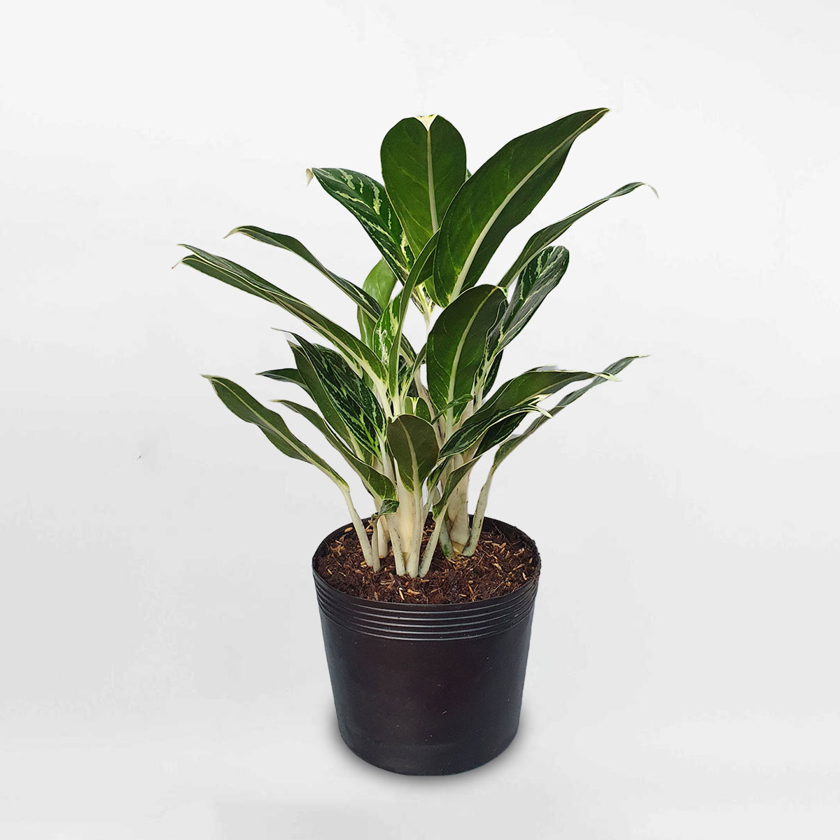 Cây tiểu bạch mã hoàng tử ‘Ivy Green’ chậu ươm AGIG001