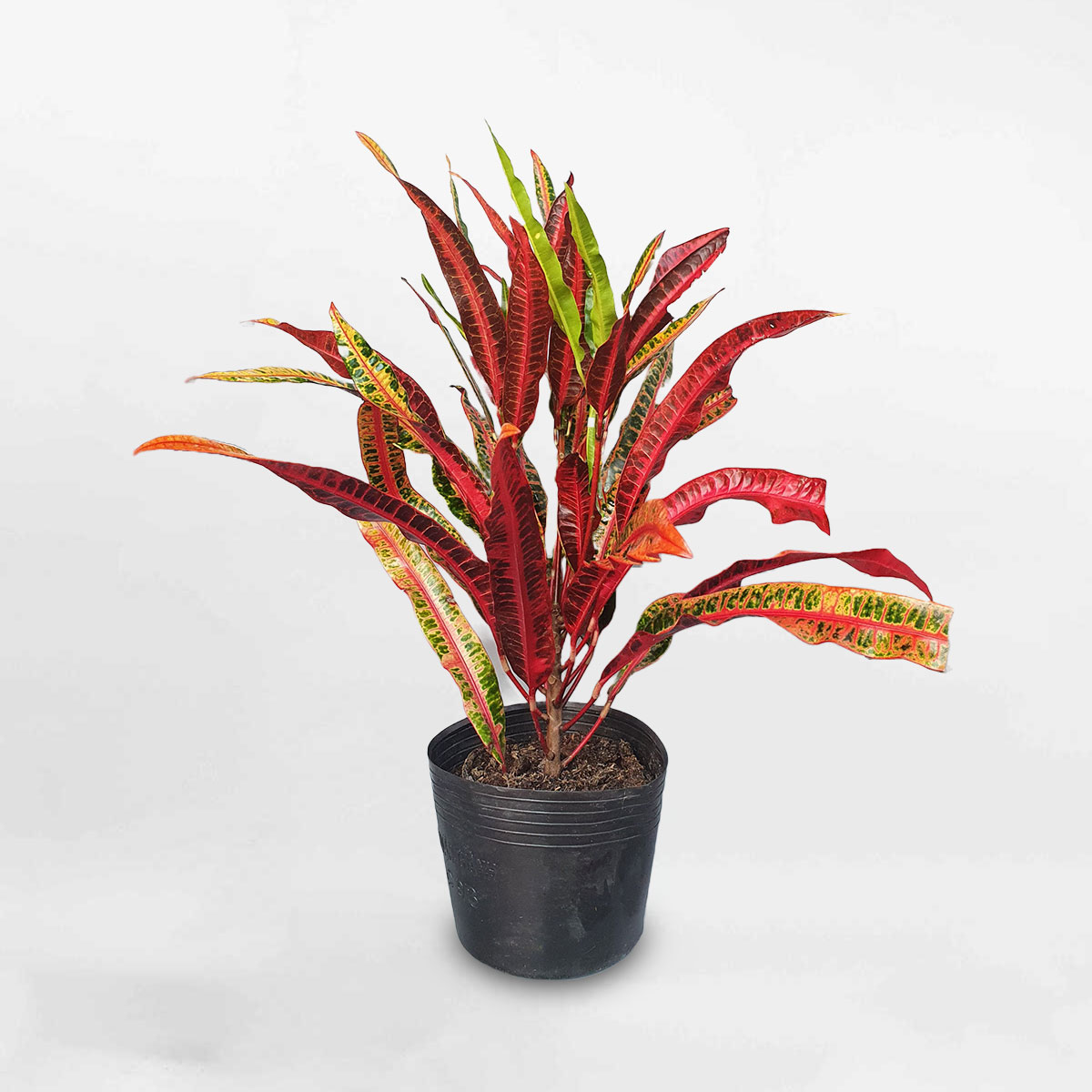 Cây cô tòng đuôi lươn ‘Croton Captain Kidd’ chậu ươm LAMA002