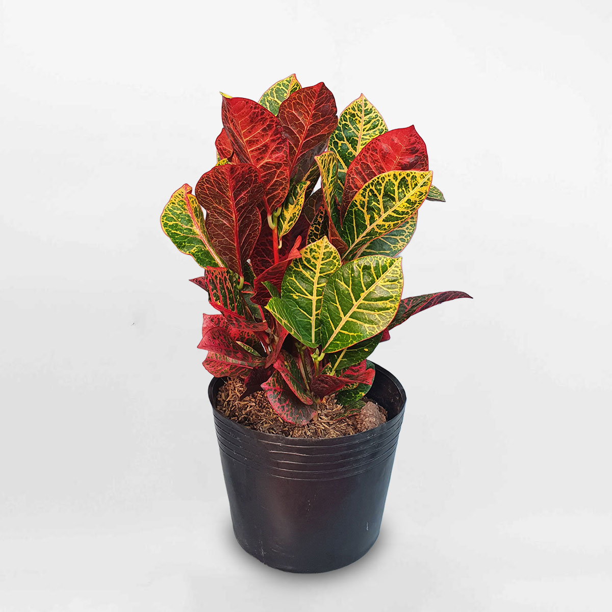 Cây cô tòng lá mít ‘Croton Petra’ chậu ươm LAMA001