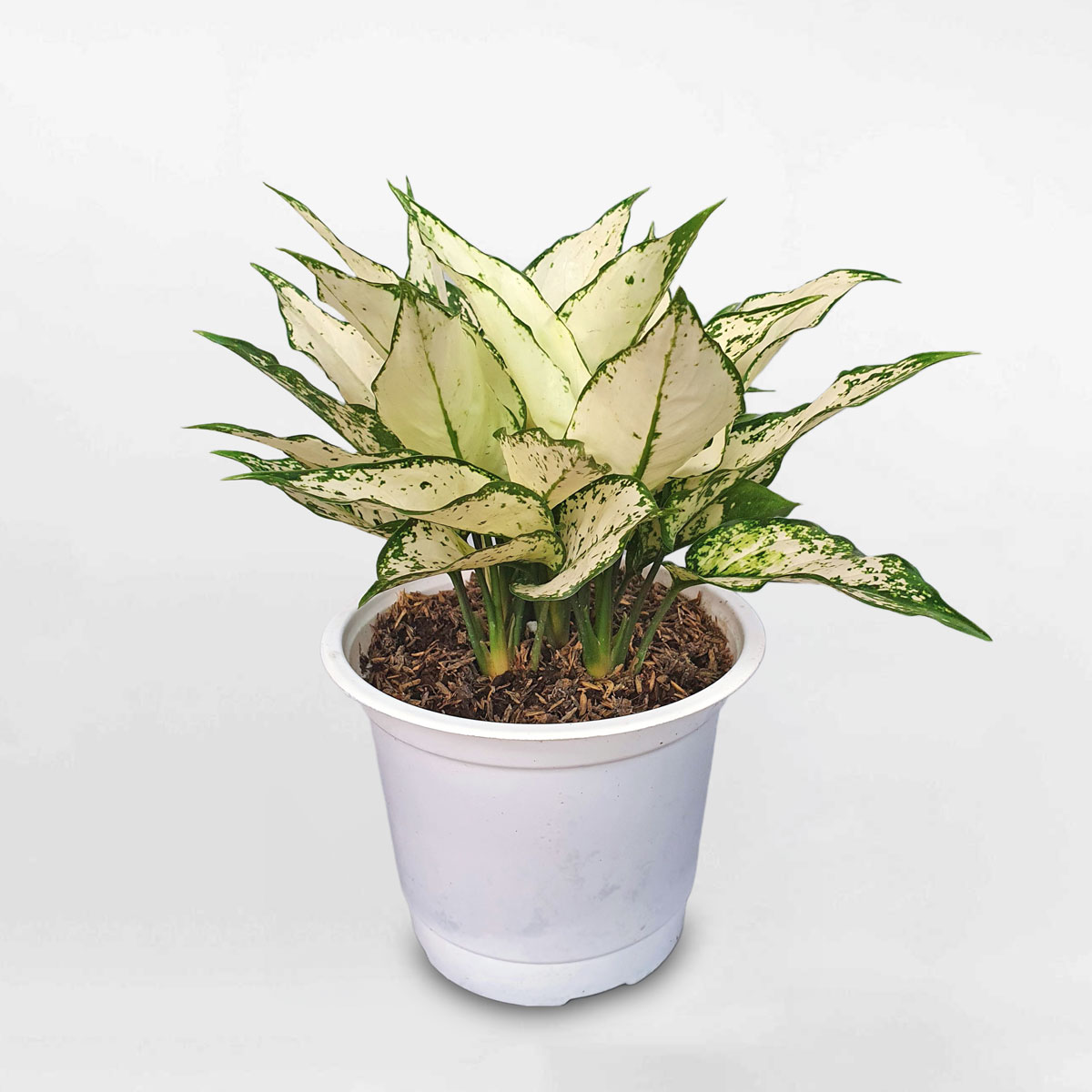Cây ngọc bích ‘Super White’ chậu ươm AGSW001