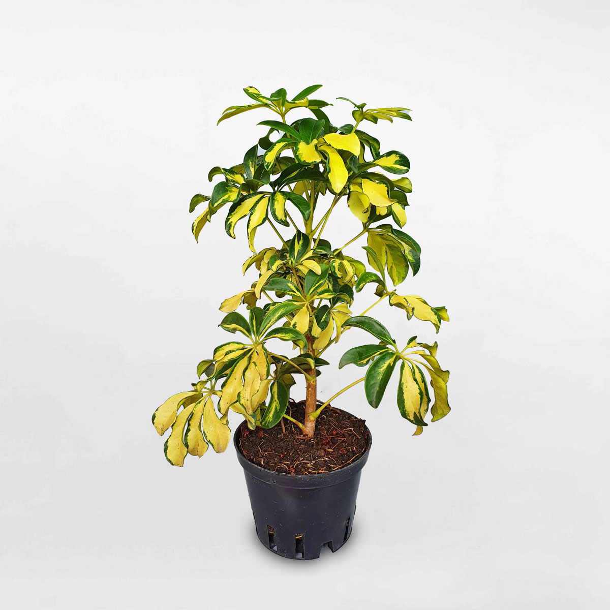 Cây ngũ gia bì cẩm thạch cỡ nhỏ chậu ươm SCHE011